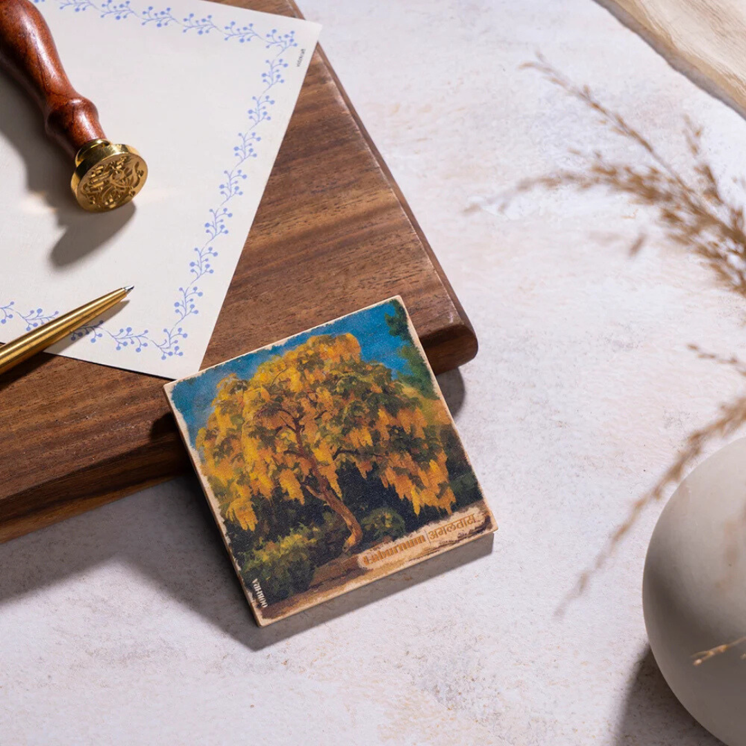 Laburnum (Amaltas) - Magnet