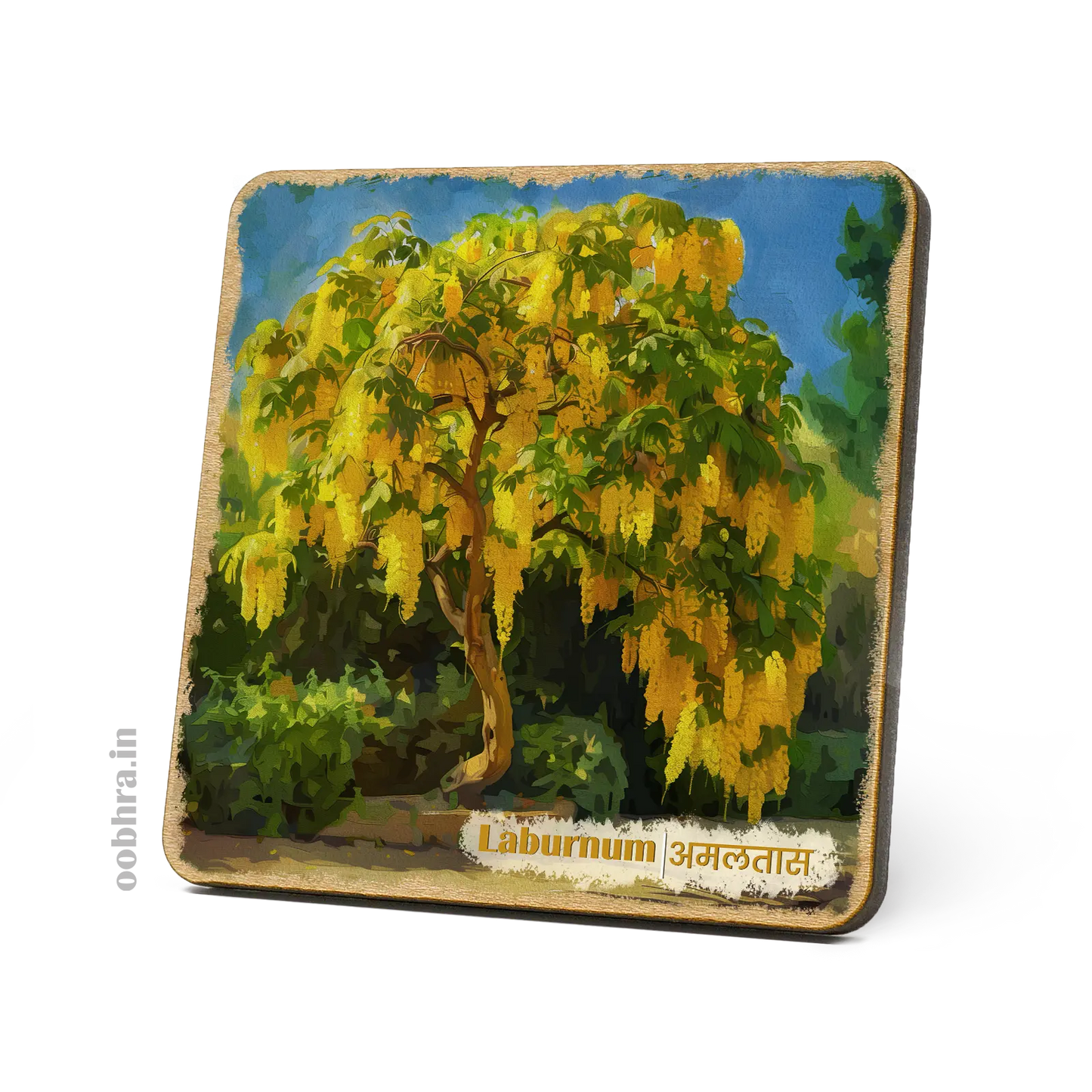 Amaltas (Laburnum) - Magnet