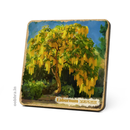 Amaltas (Laburnum) - Magnet