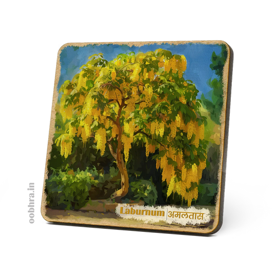 Amaltas (Laburnum) - Magnet