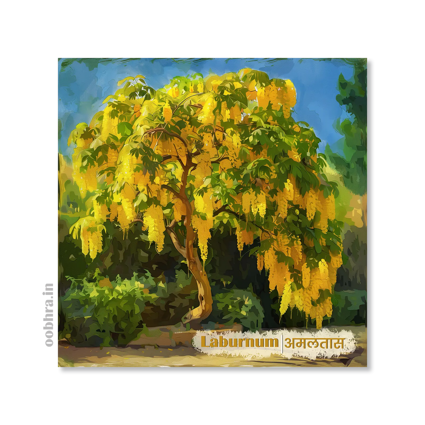 Amaltas (Laburnum) - Magnet