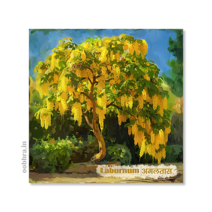 Amaltas (Laburnum) - Magnet