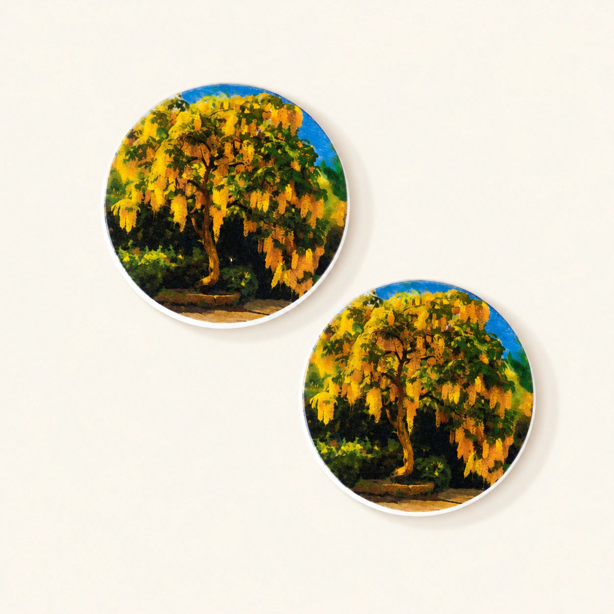 Diatom coaster featuring original artwork of blooming laburnum flowers.